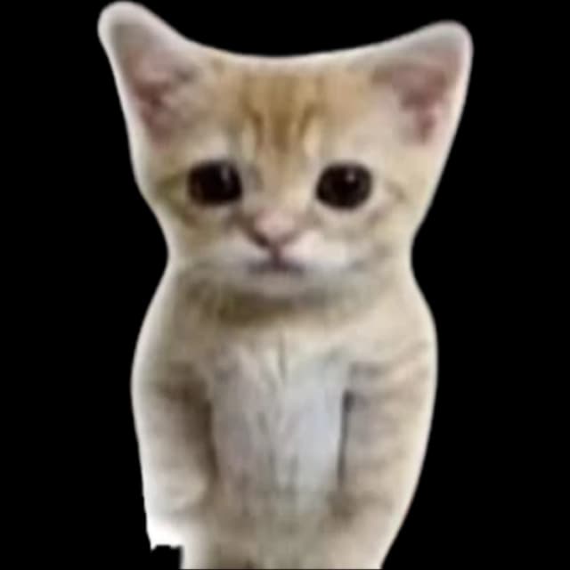 El Gato